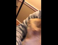 small dog sneezes four times grey jacket 