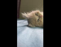 Brown kitten cat watches follows moving phone 