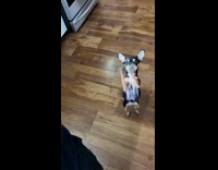 Dog excited for treats 