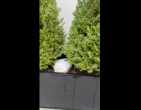 Gallon of milk found by the bushes