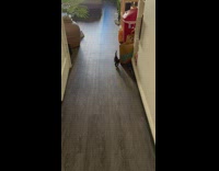 Small kitten comes when called 