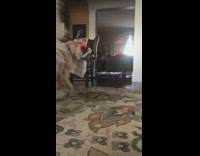 Dog walks with chris pine photo 