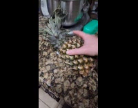 Ripe pineapple becomes squishy