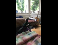 Black white bird steals cigarette from hand