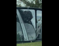 Dog sticks head out of car window