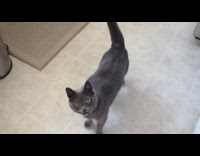 Cat stops meowing when it gets food 