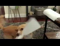 Dogs and cats do chores around house 