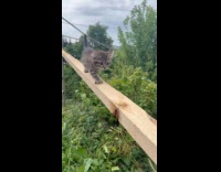 Cat jumps from plank landing on dog on trampoline