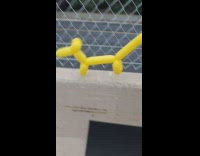 Yellow Dog Balloon walk on the barrier and pops off