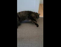 Cay lay on scratch pad push away ball