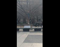 Woman on tree places something on it