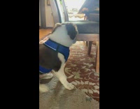 Brown and white dog eats whipped cream out of starbucks puppicino, cup gets stuck on mouth