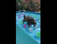 Black pug laying on inflatable float in pool