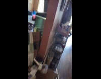 Dog starts howling loudly for no reason