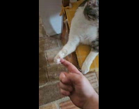 Cat grabs mans finger with its nails 