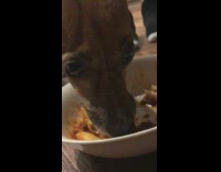 Collab DailyDoseOfInternet - Brown dog eats pasta growls white bowl 