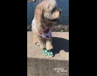 Dog wears white watermelon bandana green shoes 