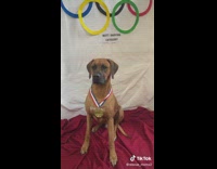 Dog wins gold at Butt Sniffing category