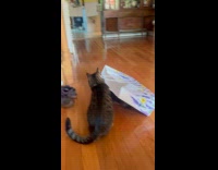 Cat stuck with bag handle run away