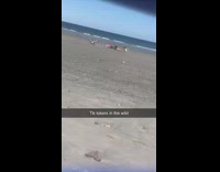 Five people WAP Dance Video Challenge beach