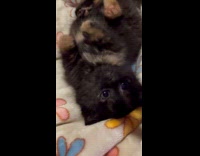 Kitten loves belly scratches on the bed