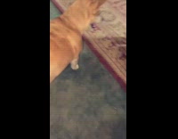 Chihuahua jumps at flash and wags tail 