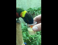 Parrot Drinks Sugar Sap from Plastic Cap