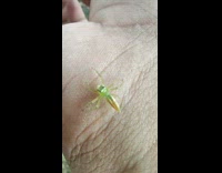 Tiny green spider crawls on guys arm