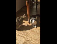 Collab PLC - Two cat play and bite under table