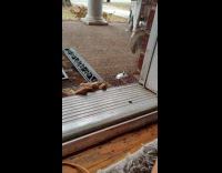 Squirrel rings the bell then takes peanut
