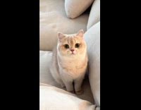 Cat facial features compared to car logos 