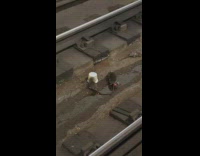 Rats on train tracks eat food from cup part 2