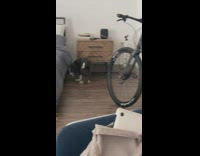 Collab BitchMP - Grey dog walking around runs into bed