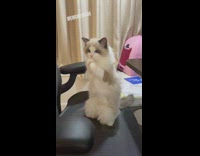 Brown cat sits upright black chair begs 