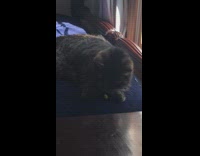 Collab DailyDoseOfInternet - Cat laying down licks candy corn 