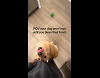 Dog wont eat until hooman says prayer