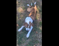 Dog lay on yard ball in mouth