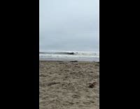 Dog stands on shore enjoys beach view