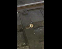 Rat eating bagel subway rail tracks