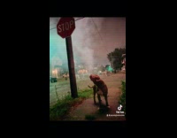 Dog out on street with fireworks pictures