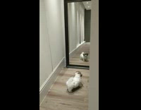 Puppy dog drops toy runs away mirror 