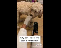 Girl can never find both shoes dog