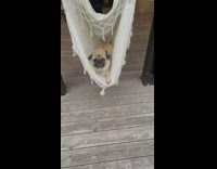 Pug lays in white hammock swinging around 