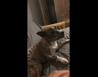 Grey dog wants belly rubs