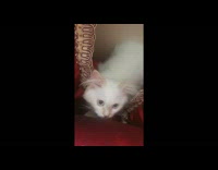 Collab DailyDoseOfInternet - White cat between red pillows attack camera