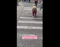 Dog with red pants on crosswalk 