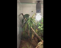 KaleSaladIG - Chameleon lizard shoots tongue and eats fly