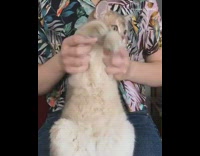 Girl makes cat sit up and dance 