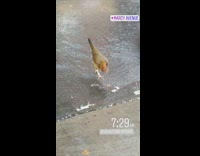 a chicken on street eating drain food