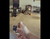 Brown dog reluctantly plays dead living room